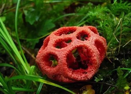 Красные самые опасные