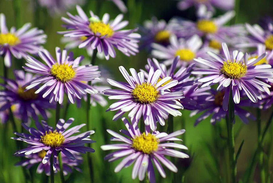 Растения семейства астровые название. Астровые (Asteraceae). Сложноцветные Астровые. Compositae (Asteraceae) - Сложноцветные. Семейству астровых (Asteraceae).