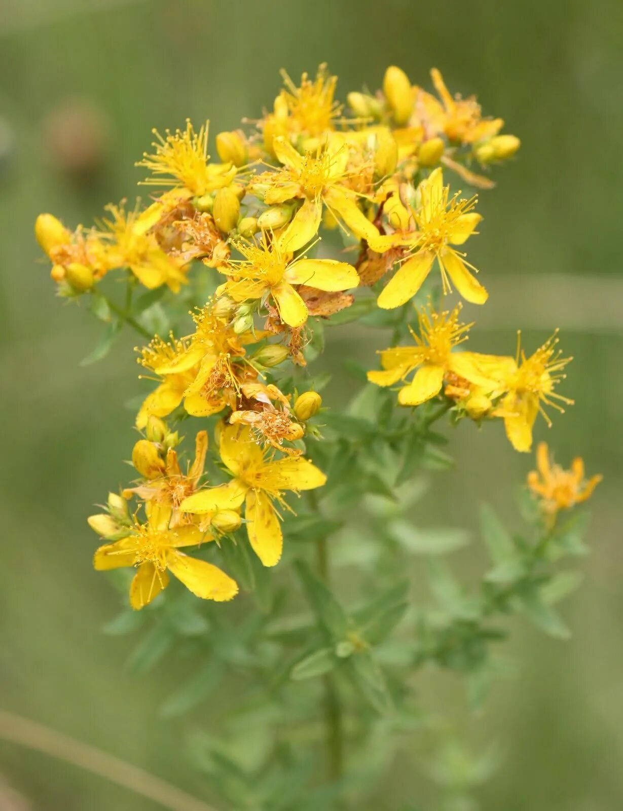 Зверобой продырявленный (обыкновенный). Зверобой продырявленный (Hypericum perforatum). Гиперикум перфоратум. Зверобой продырявленный Hypericum perforatum l.. Зверобой википедия