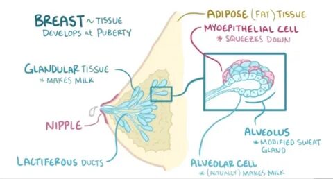 how breast milk is produced - www.drstephenearle.com.