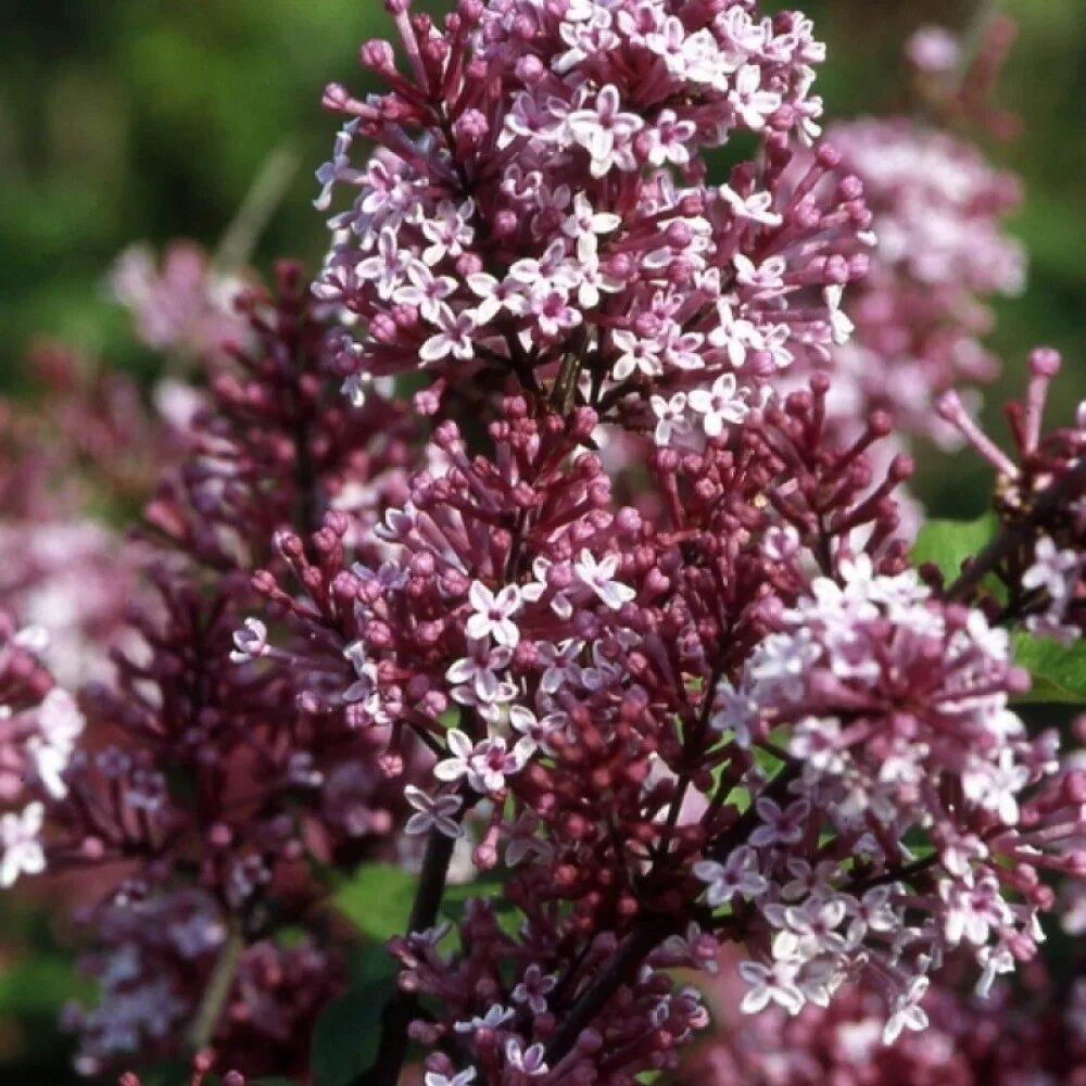 Сирень Мейера Джозе. Сирень гибридная Josee (Джози). Сирень Мейера (Syringa meyeri `Palibin`). Сирень Мейера ред Пикси. Сирень майер