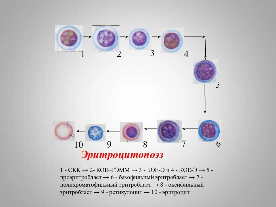 Эритроцитопоэз