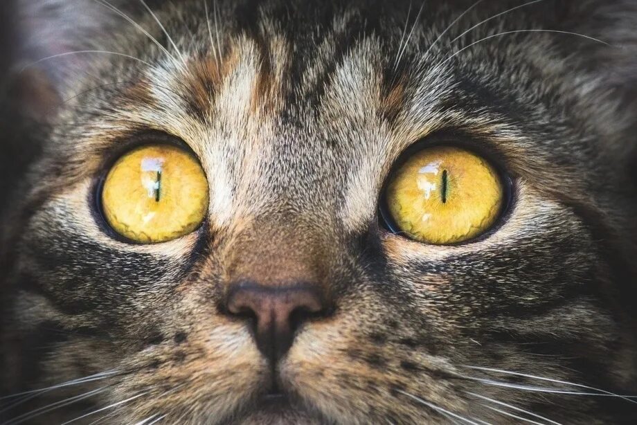Приснился глаза кошки. Приснился глаза кошки. Необычные глаза животных. Кот с зелеными глазами. Кошачий глаз.
