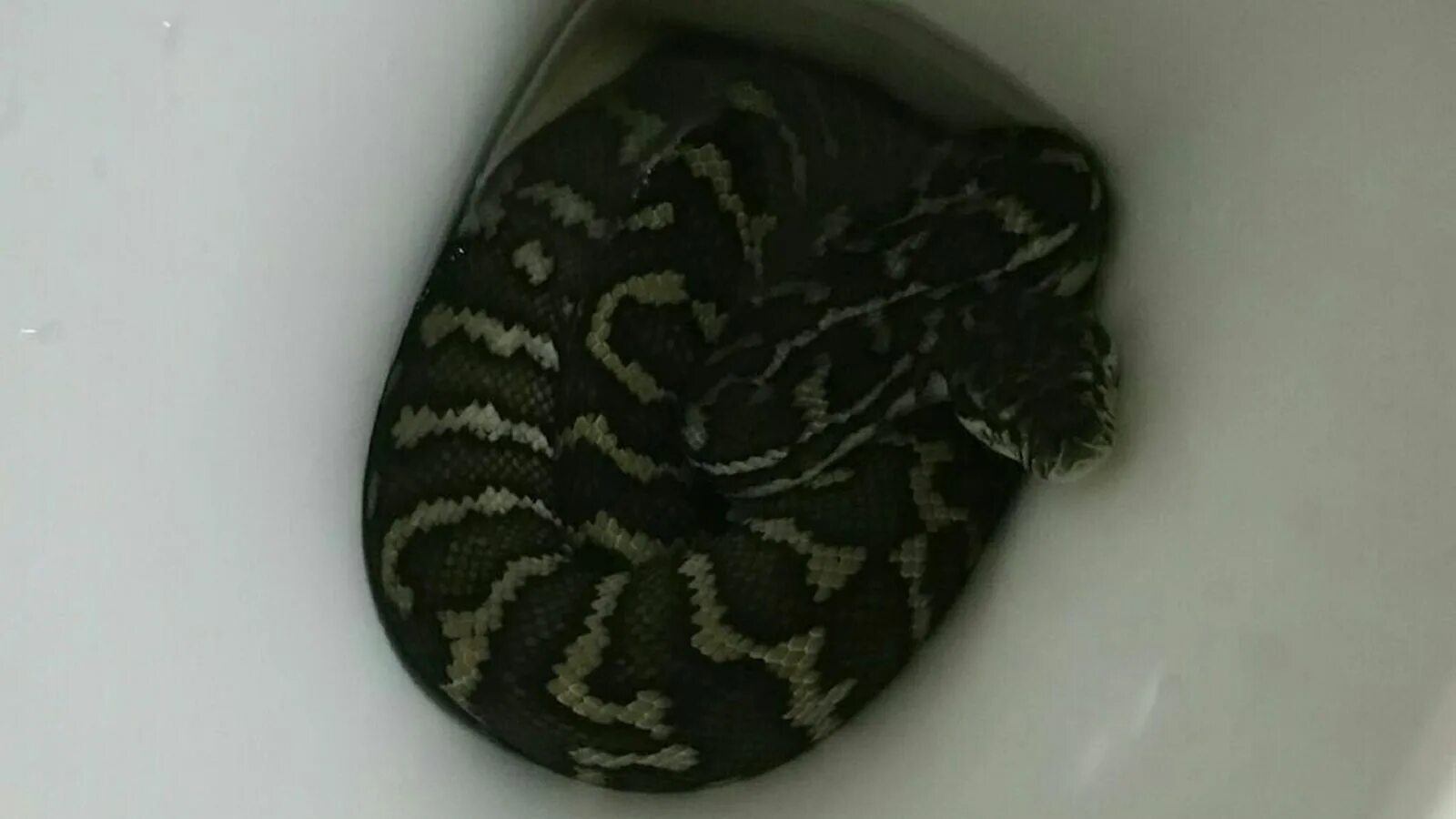 I m snake. Питон в туалете в Австралии. Спящие змеи.