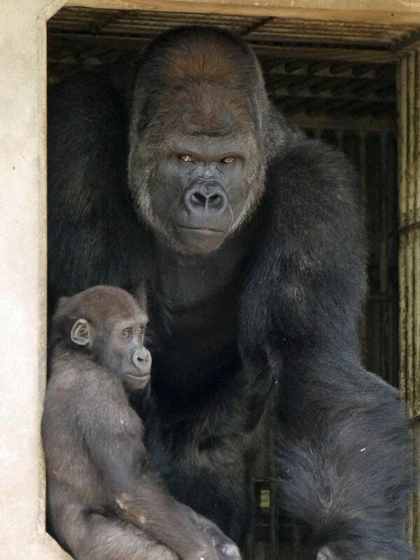 Горилла орангутан шимпанзе. Горилла шимпанзе и орангутанг. Шимпанзе горилла орангутан. Обезьяна , горилла, орангутанг, шимпанзе. Человекообразные обезьяны гориллы.