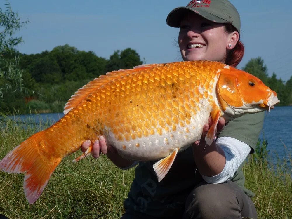 Золотой карп рыбалка. Оранжевый Карп. Золотистый Карп. Рыба Карп оранжевый. Оранжевые карпы огромные.