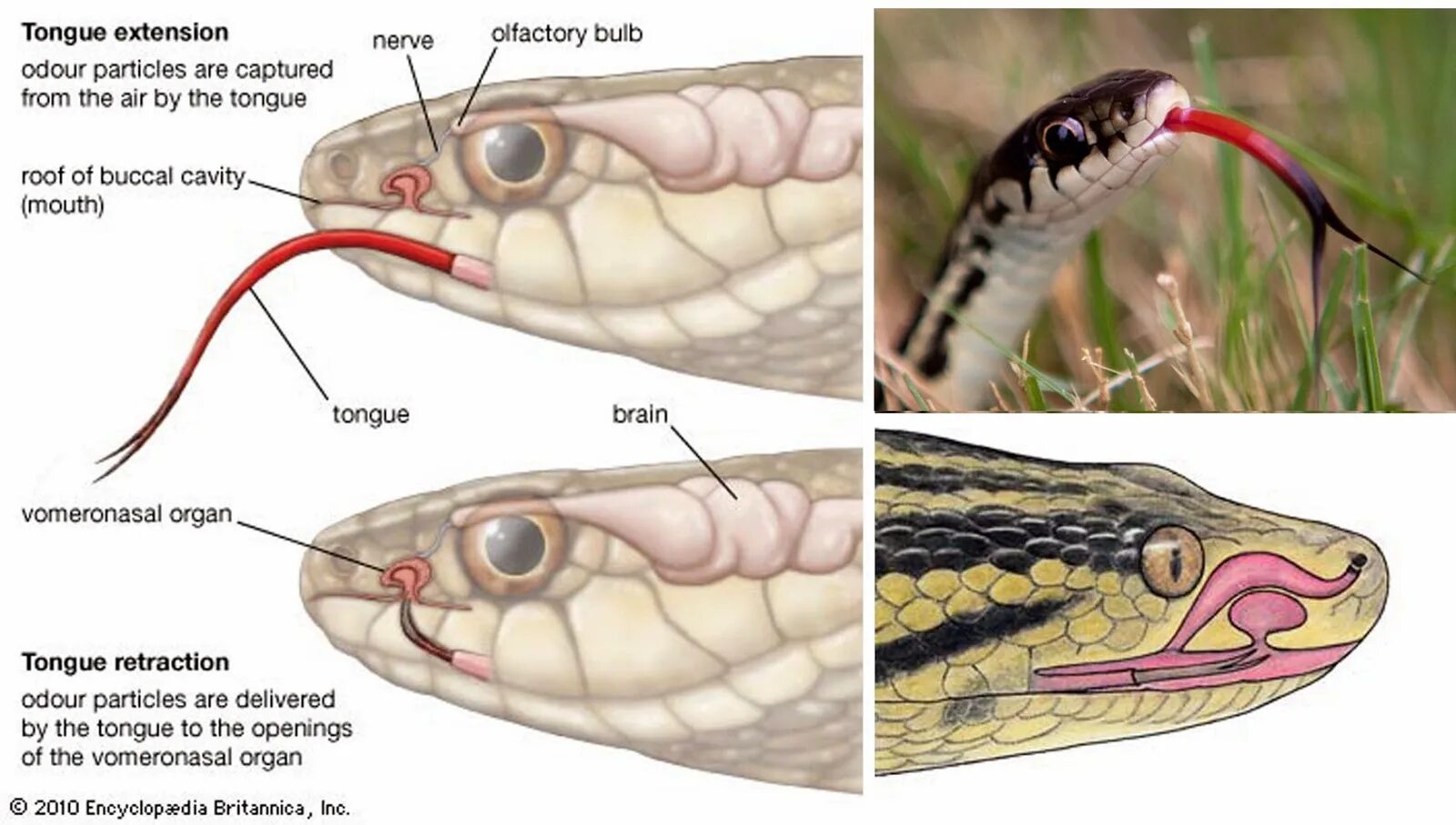 Какой элемент инфраглаза змеи выполняет. Вомероназальный орган у змеи. Строение головы змеи. Органы чувств змеи. Орган Якобсона у змей.
