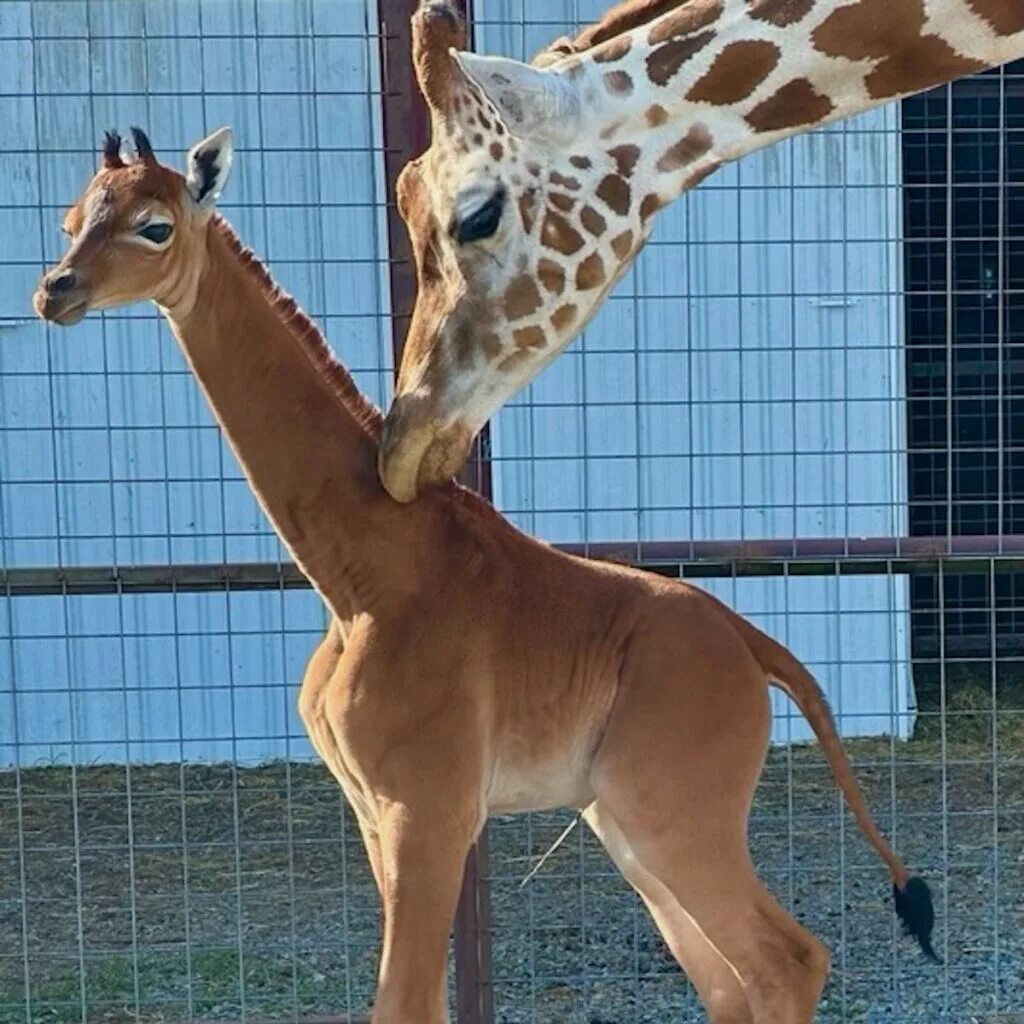 Сетчатый Жираф. Жираф с детенышем. Детеныш жирафа. Рождение жирафа. Сколько всего детенышей жирафа родилось за два