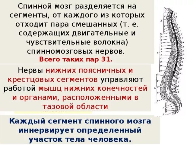 Сколько пар спинномозговых нервов отходит от спинного. Морфология и скелетотопия спинного мозга. Скелетотопия сегментов спинного мозга. Скелетотопия спинного мозга отделы спинного мозга. Крестцового сегмента спинного мозга (s 3).