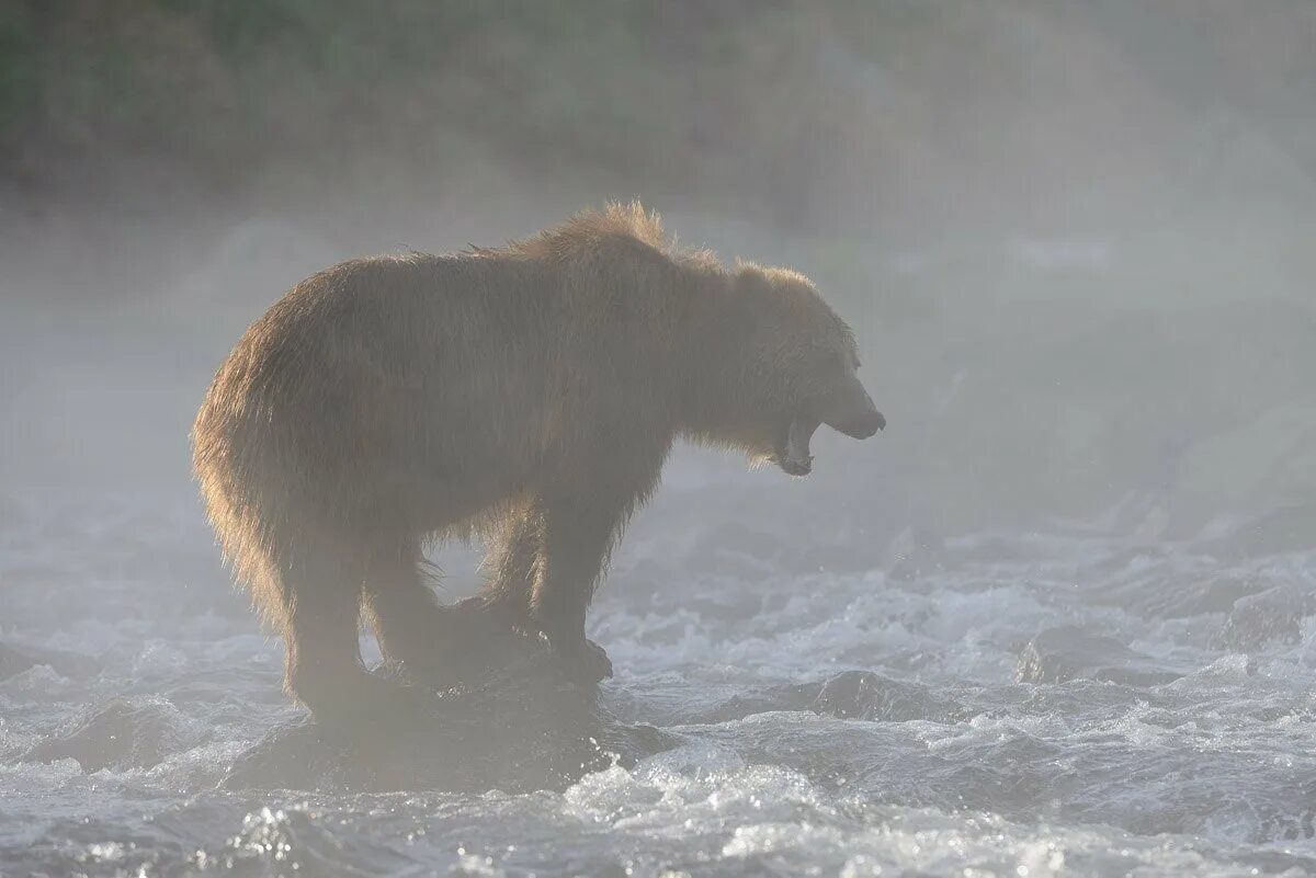 Медведица 1 час. Медведь в тумане. Белый медведь ловит рыбу.