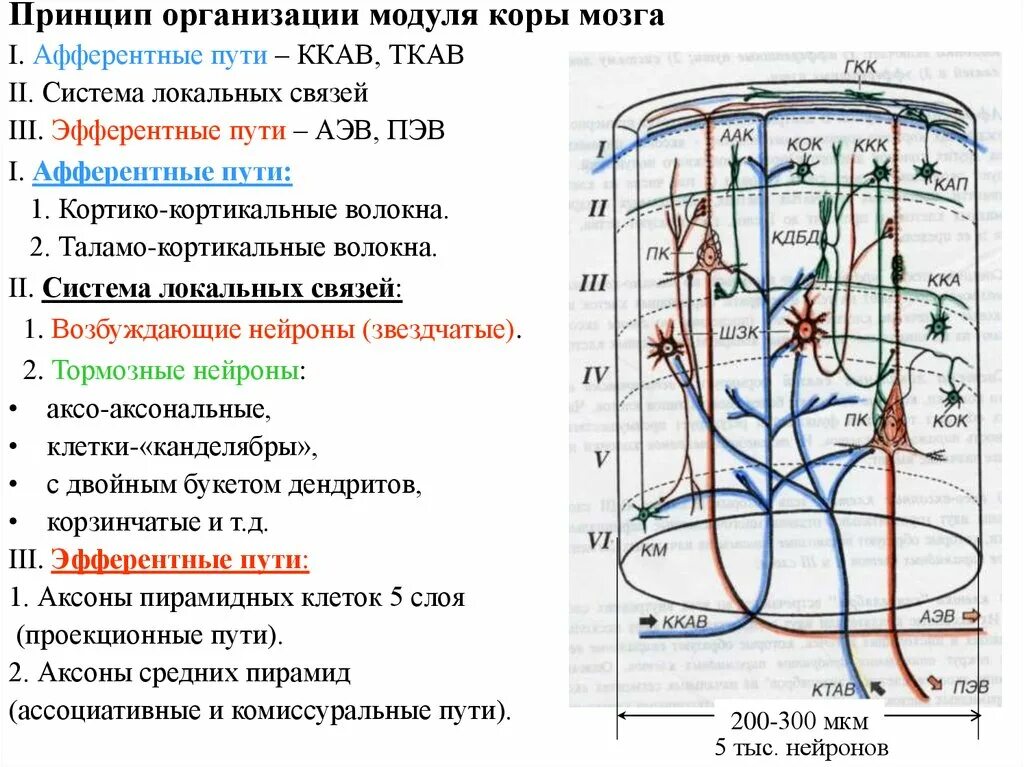 Организация коры головного мозга. Волокна коры больших полушарий. Модульная организация коры большого мозга. Слои коры больших полушарий. Афферентные пути.