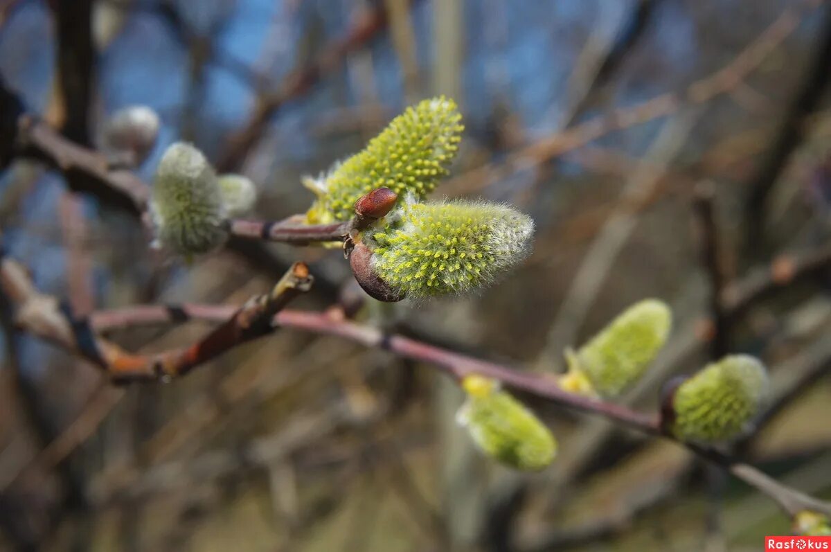 уж верба. стих весне дорогу. уж верба вся. уж верба вся пушистая. фет уж верба вся пушистая.