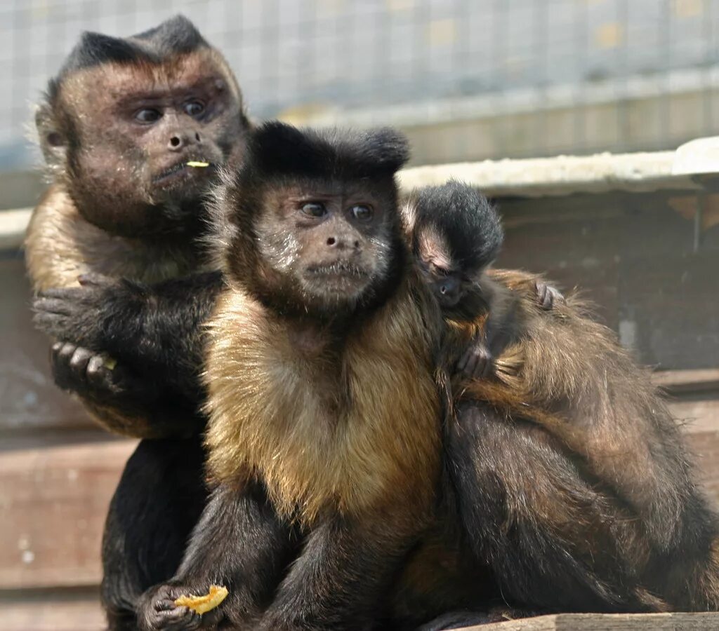 Медведь и обезьяна. Разные животные. Краснолицый медвежий макак. Медвежонок и обезьянка. Обезьяна.