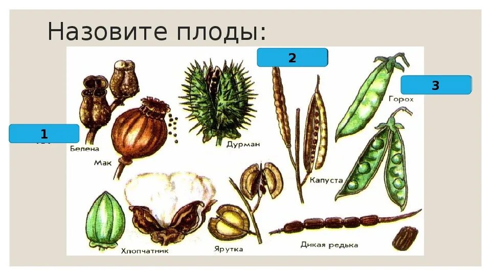 Сухих 5 класс. Плоды растений. Плод это в биологии. Разнообразие плодов растений. Различные типы плодов.