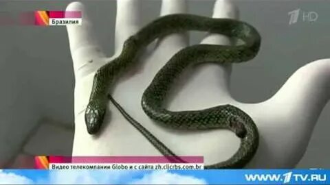 Змея умирает песня