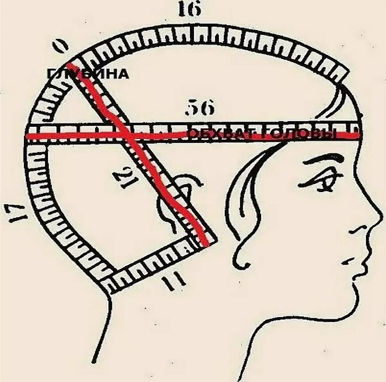 Как мерить размер головы. Как мерить обхват головы. измерить окружность головы для шапки. мерки для шапочки. замер головы для вязания шапки.