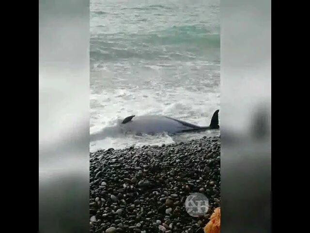 Песню умирающий дельфин. Дельфины на сочинском пляже. Дельфины в Сочи на пляже.