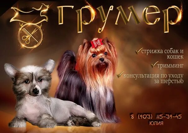 Стрижка собак череповец. Стрижка собак и кошек всех пород. Стрижка собак череповец. Стрижка йорка девочки. Померанский шпиц алопеция.