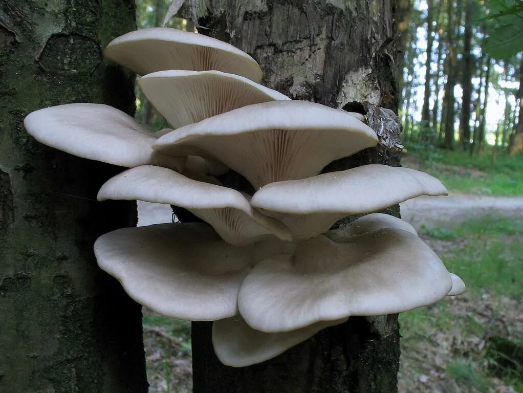 Вёшенка обыкновенная / Pleurotus ostreatus. Вешенка обыкновенная гриб. Вёшенка обыкновенная грибы. Вёшенка обыкновенная Лесная. Вешенка часов