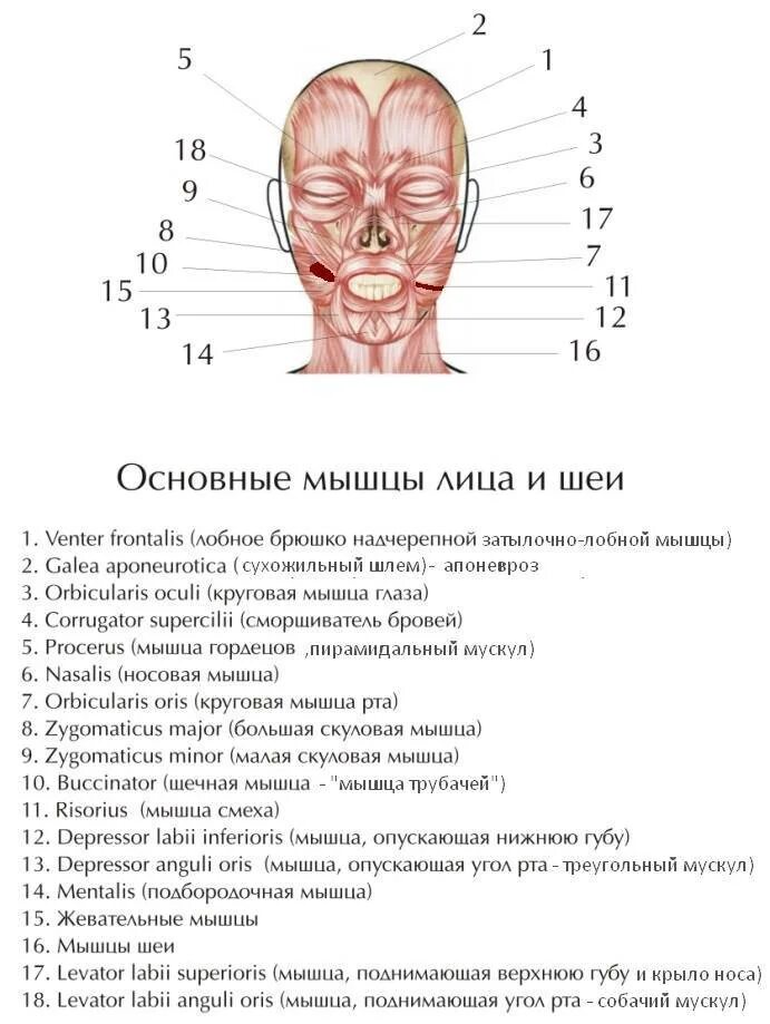 Косметология мышцы. Мышцы лица анатомия атлас с пояснениями. Мышцы лица и шеи анатомия на латинском языке. Мимические мышцы лица анатомия функции. Мимические мышцы лица анатомия для косметологов.
