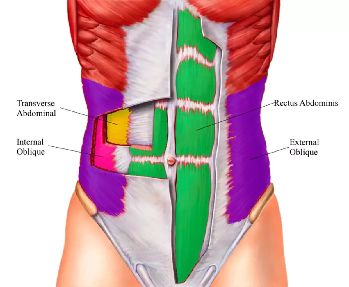 Transversus abdominis. М. rectus abdominis. Transversus abdominis мышца. Брюшные мышцы живота анатомия.