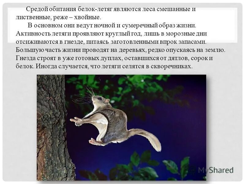 Белка летяга доклад 4 класс окружающий. Доклад про белку летягу. белка летяга среда обитания. сообщение о белке летяге. белка летяга сообщение 4 класс окружающий мир.