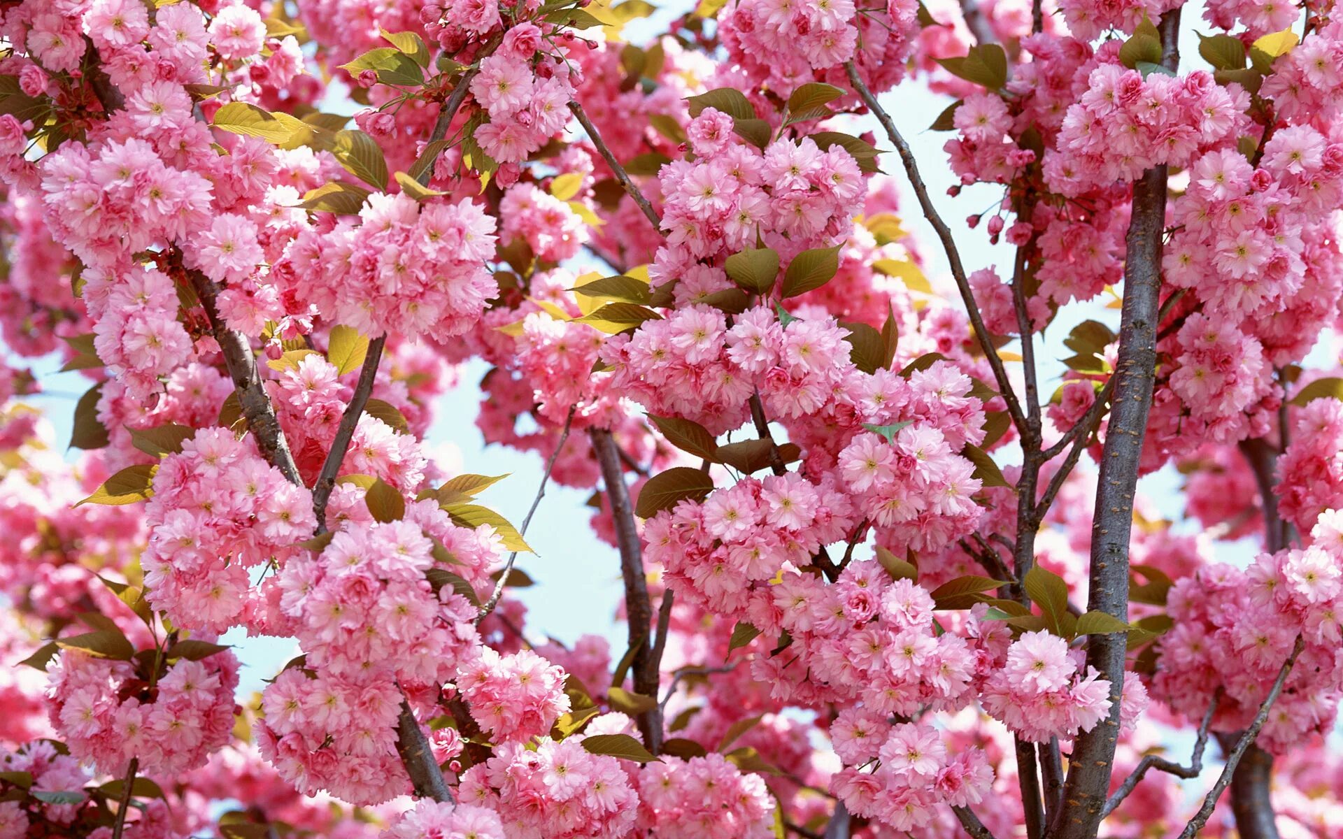 Черри блоссом цветок. Вишня розовоцветущая. Pink черри блоссом дерево деревья. Сакура цветение растения. Цветет розовыми цветочками