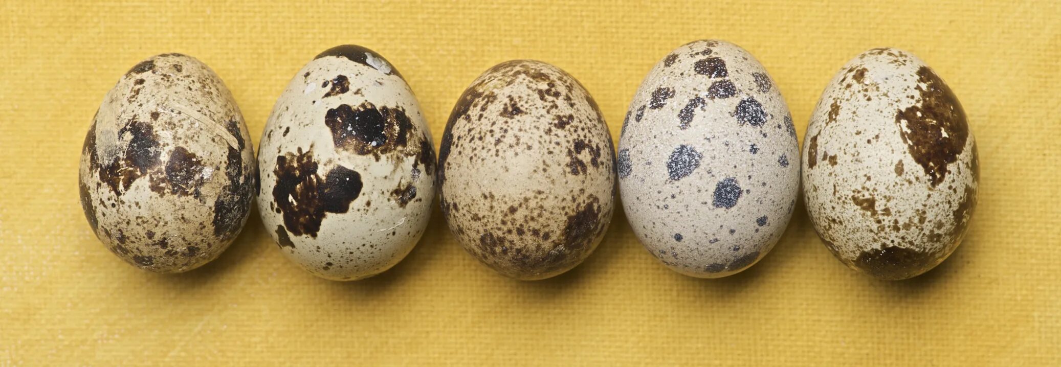 Hatching eggs. Оплодотворенное перепелиное яйцо. Перепелка яйца. Перепелиное яйцо в руке. Яйцо перепелки в руках.