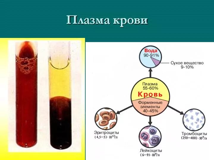 Плазма это кровь. Схема цельная кровь кровяная плазма. Строение плазмы крови человека. Состав плазмы крови человека рисунок. Плазма в человеческой крови.