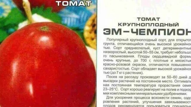 Томаты чемпион описание сорта. Томат эм-чемпион описание. томат эм чемпион характеристика. томат эм-чемпион описание характеристика сорта. семена томат чемпион.