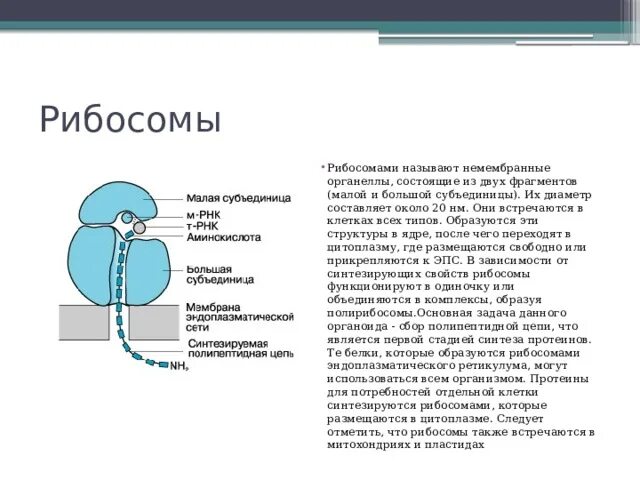 Структура образующая рибосомы. Структура рибосомы схема. большая субъединица рибосомы строение. строение малой субъединицы рибосом. как выглядит рибосома.