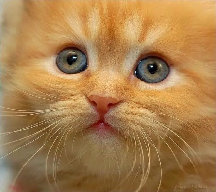 Кошка с высунутым языком. Угарный кот. Умильный котик. Умилительные котята. Разные котята.