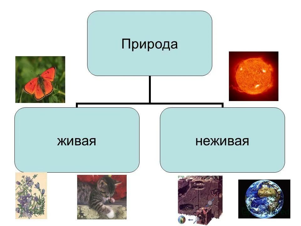 Неживые организмы состоят