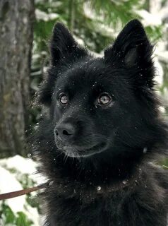 Северная черно