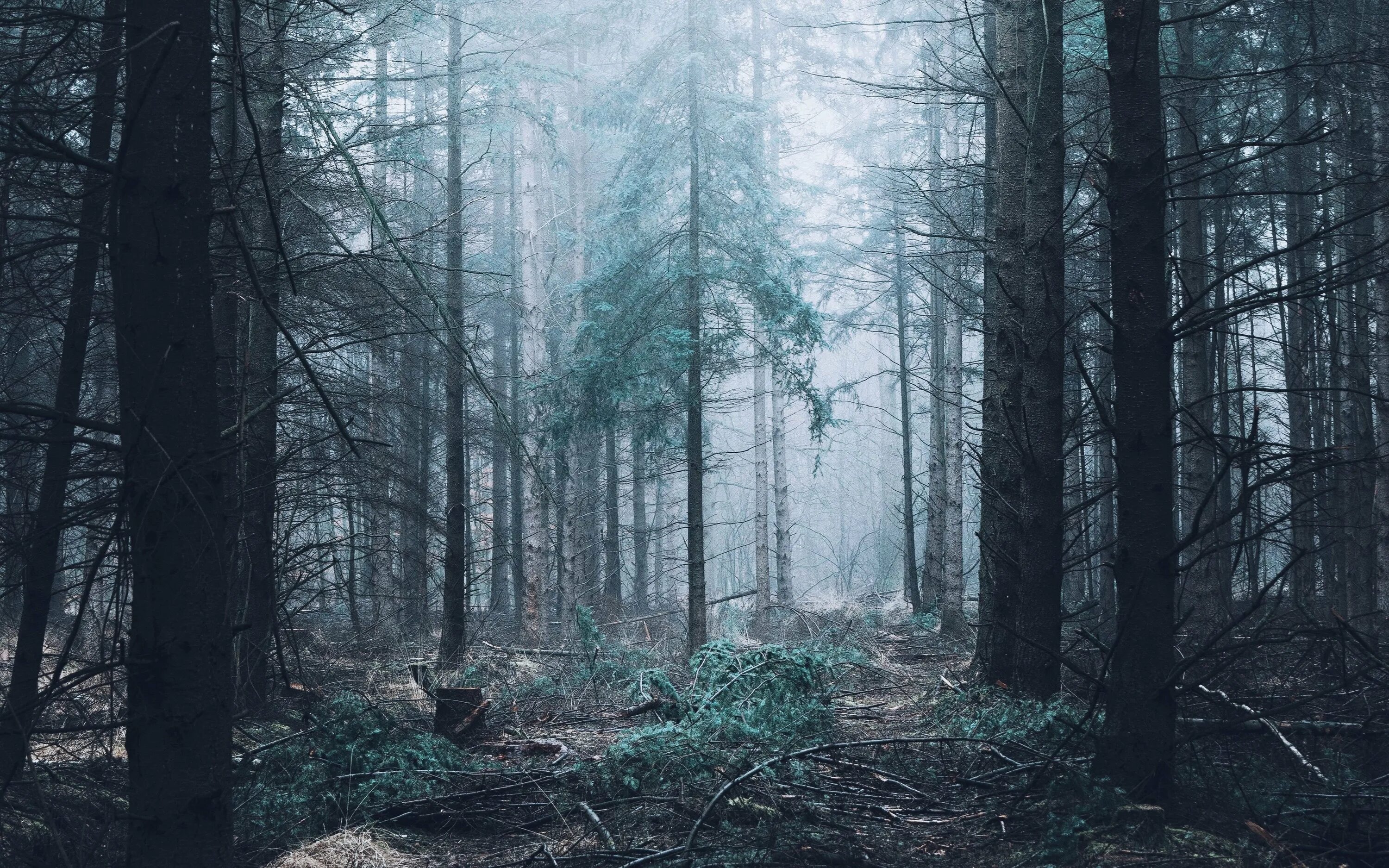 Спокойно ранним утром в глухом лесу впр. Лес в тумане. Дремучий лес. Страшный лес. Темный лес.