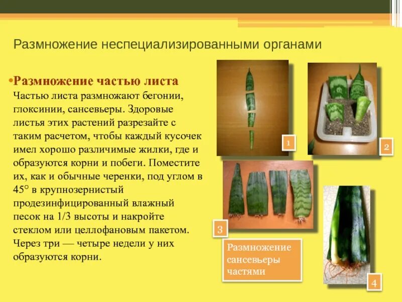Сансевьера вегетативное размножение. Размножение растений. Размножение частью листа. Размножение фиалки фрагментом листа. Размножение листовыми черенками.