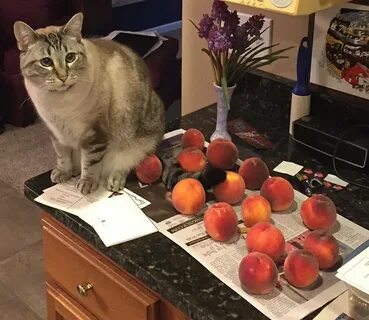 Кошка персик