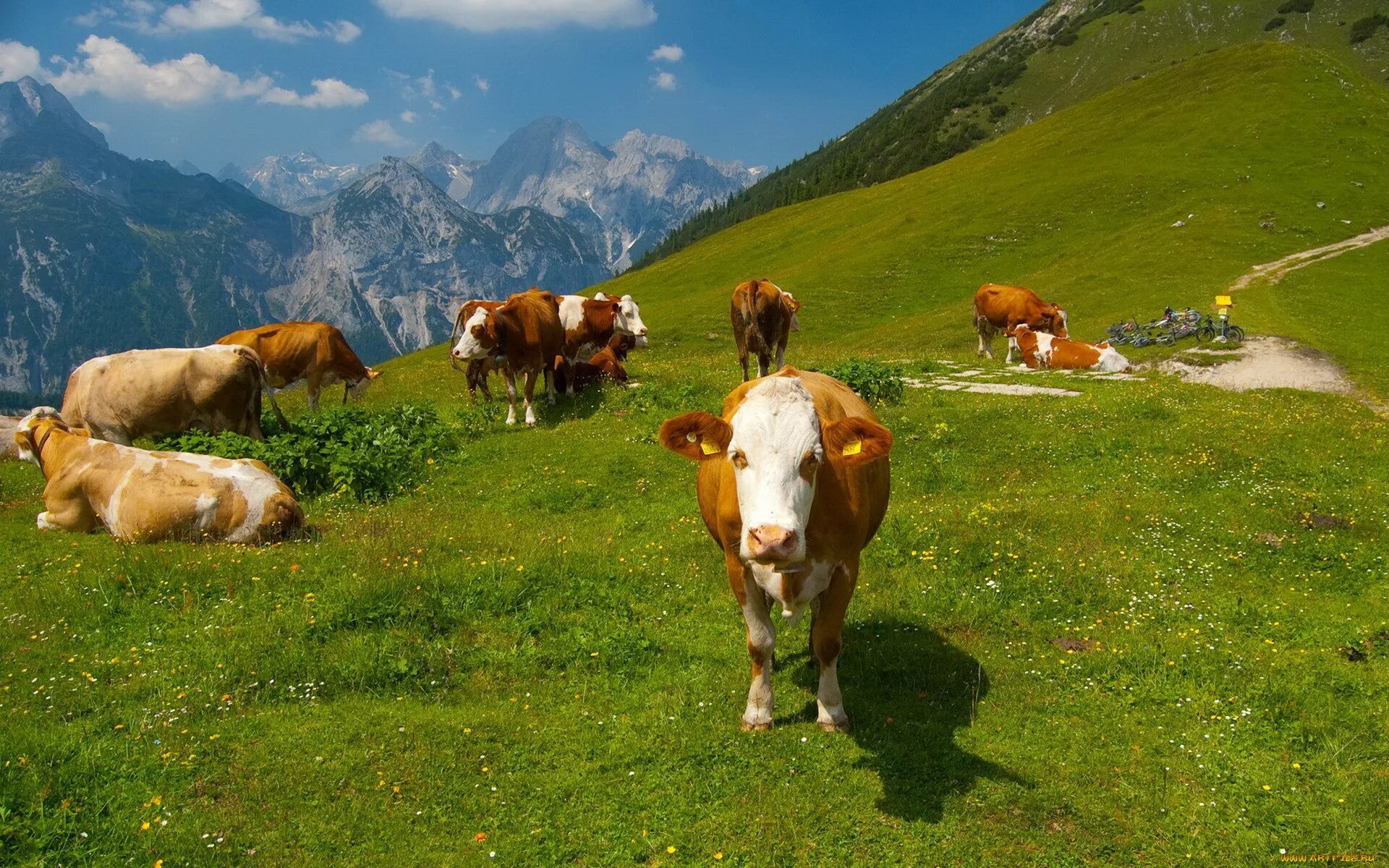 Альпийские Луга Кавказа коровы. Швейцария Луга буренки. Альпийские Луга с коровами Швейцария. Архыз коровы.