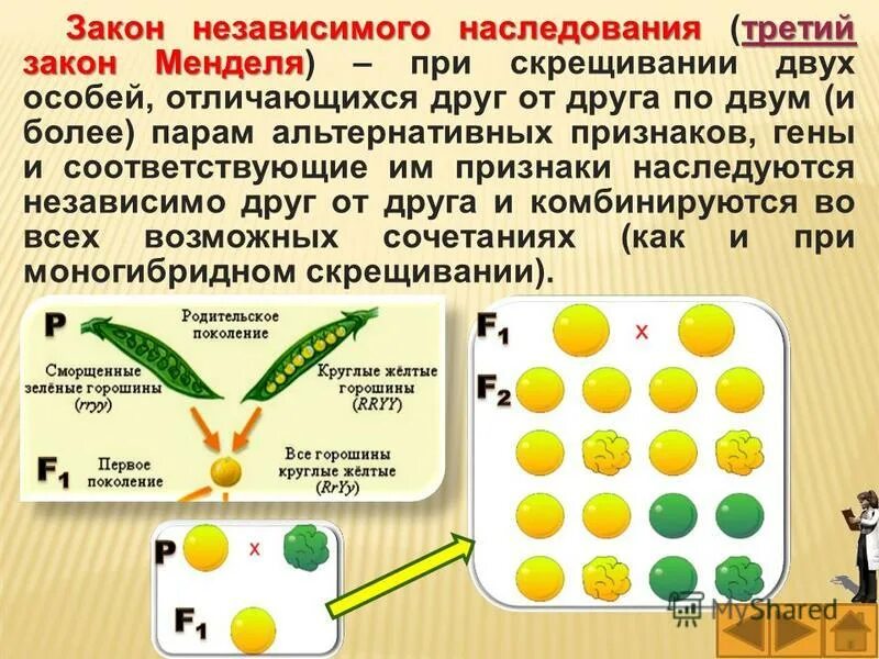 1 закон грегора менделя. Скрещивание двух особей метод. Второй закон менделя схема расщепления. Дигибридное скрещивание менделя. Краткий конспект по биологии первый закон менделя.