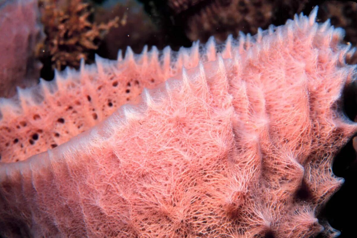 Губки моллюски. Морская губка (Porifera Tetillidae Sponge).. Губки (лат. Porifera, Spongia). Губки Porifera Spongia. Трубчатые кораллы.