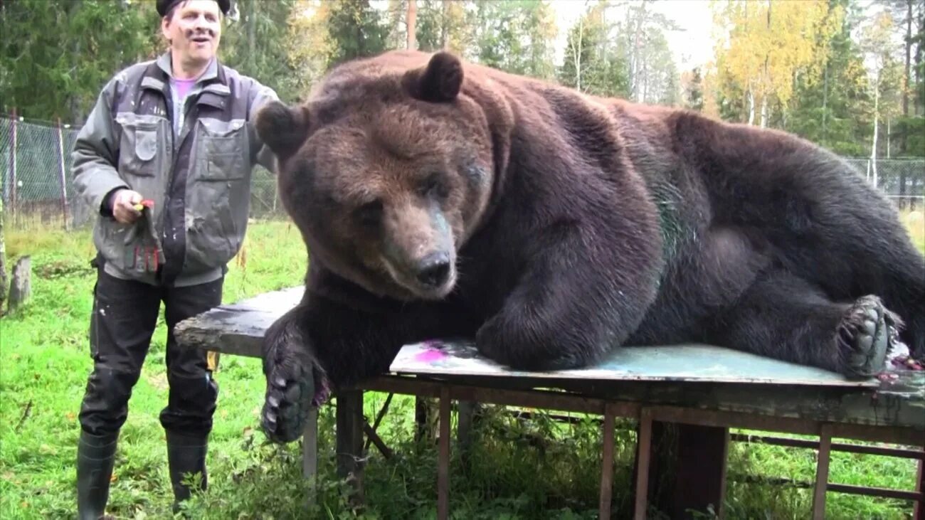 Самый большой медведь Кадьяк 1200 кг. Медведь людоед Гризли на Аляске. Самый большой в мире медведь Гризли. Джим Ковальчик и 22-летний медведь Джимбо.