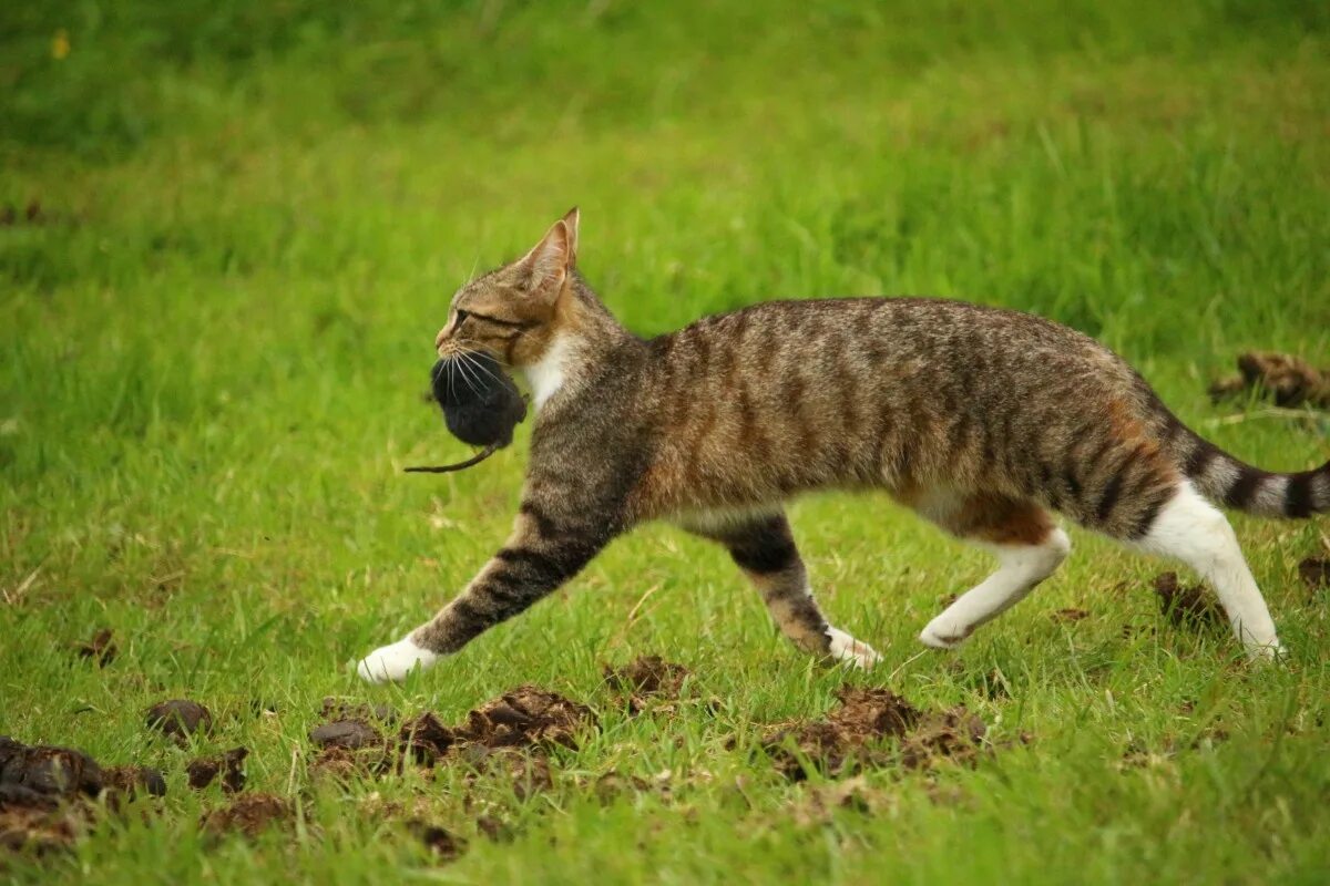 Кошка охотится. Кошка на охоте. Кот охотник. Кошка домашняя. Котенок ловит мышей