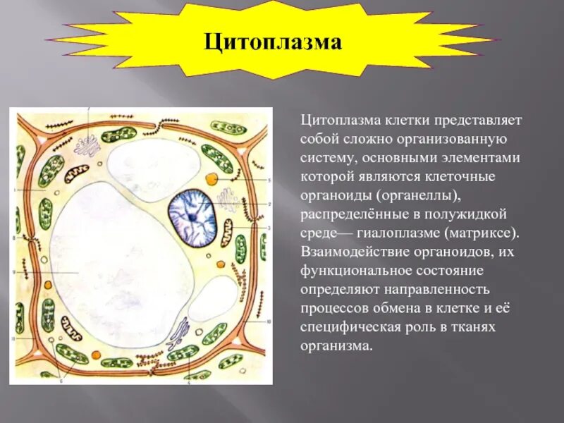 Строение ядра клетки гистология. Строение животной клетки и основные функции органелл. Органоиды движения клеточные включения строение и функции. Что находится внутри ядра клетки. Органеллы животной клетки.