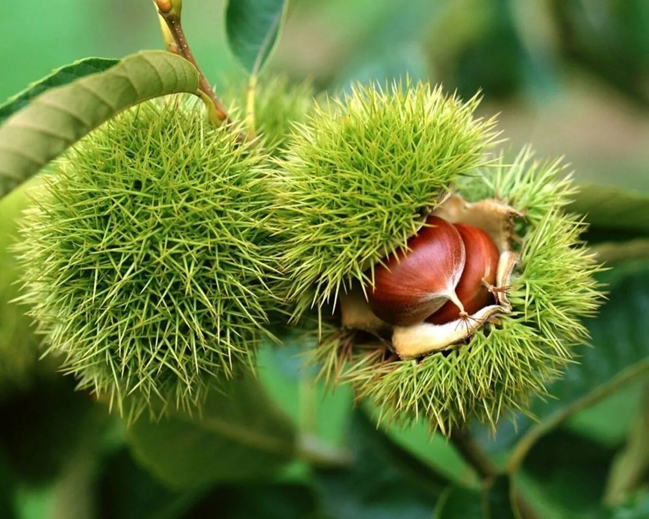 Каштановые растительность. Каштановые почвы растительность. Каштановые растительность. Тип растительности каштановых почв. Конский каштан — aesculus hippocastanum l.