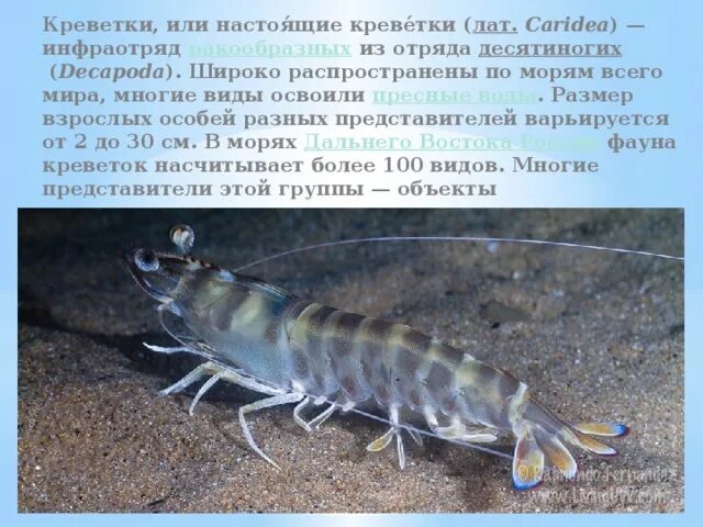 Особенности строения ракообразных на примере креветки Подкласс высшие раки
