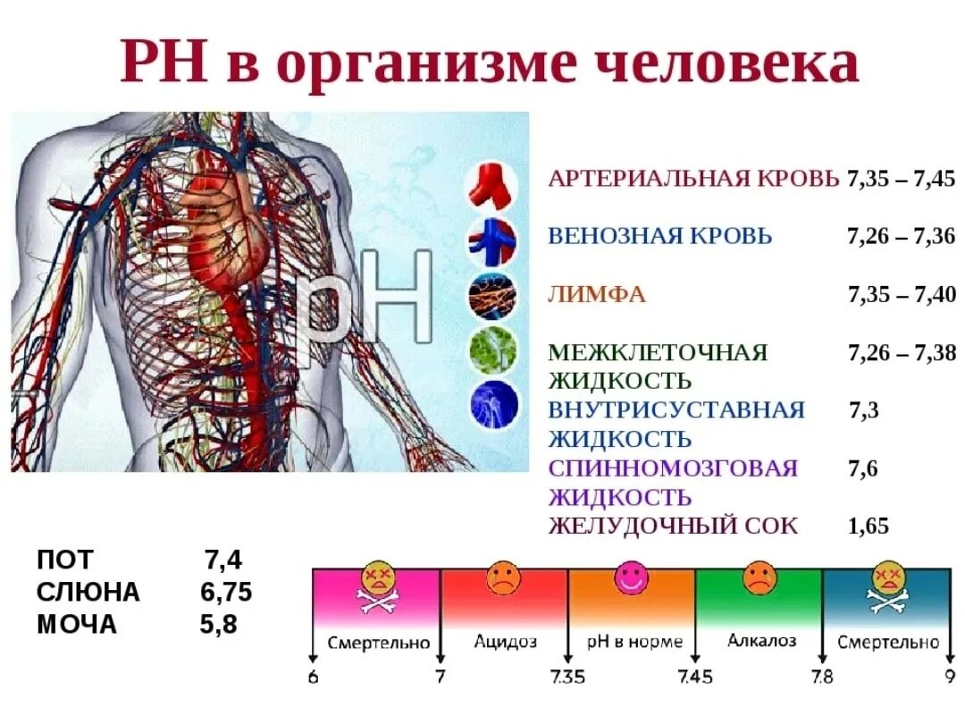 Определить кислотность крови. Норма PH крови человека. Водородный показатель крови РН составляет. Показатель (РН) крови в норме. Чему равен PH крови в норме.