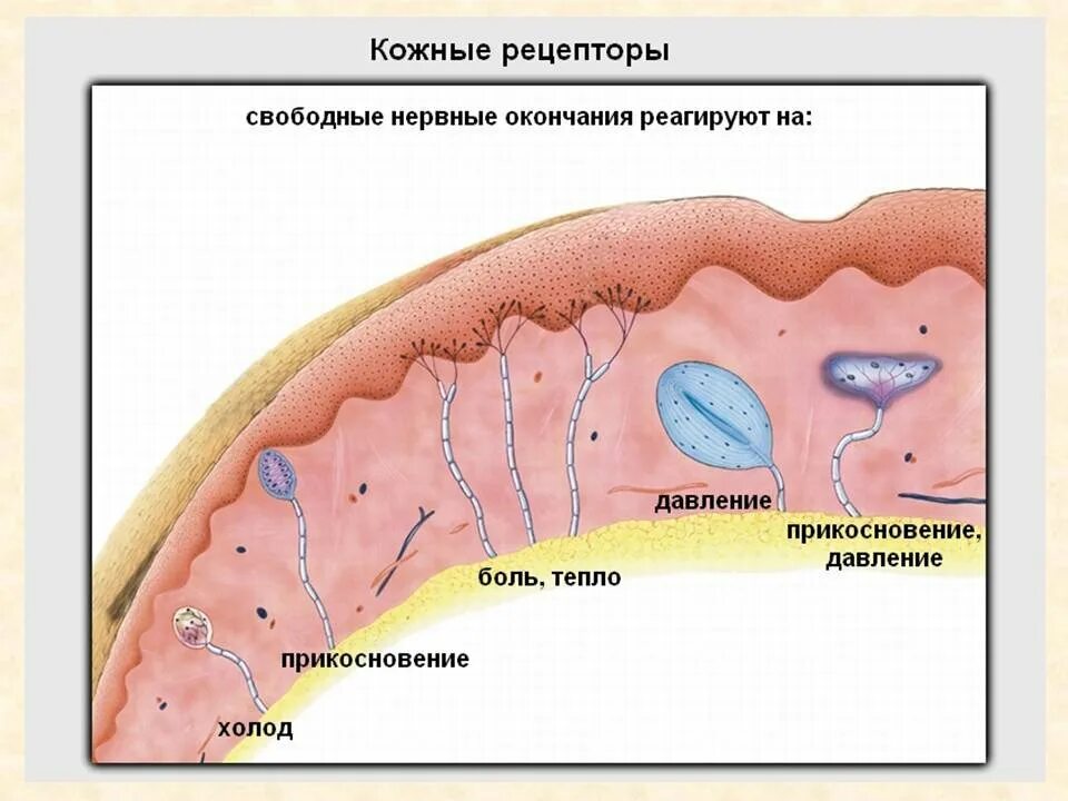 Строение кожно мышечного чувства. Рецепторы тактильного анализатора. Рецепторы кожно мышечного анализатора. Кожные рецепторы холодовые. Тактильные рецепторы кожи.