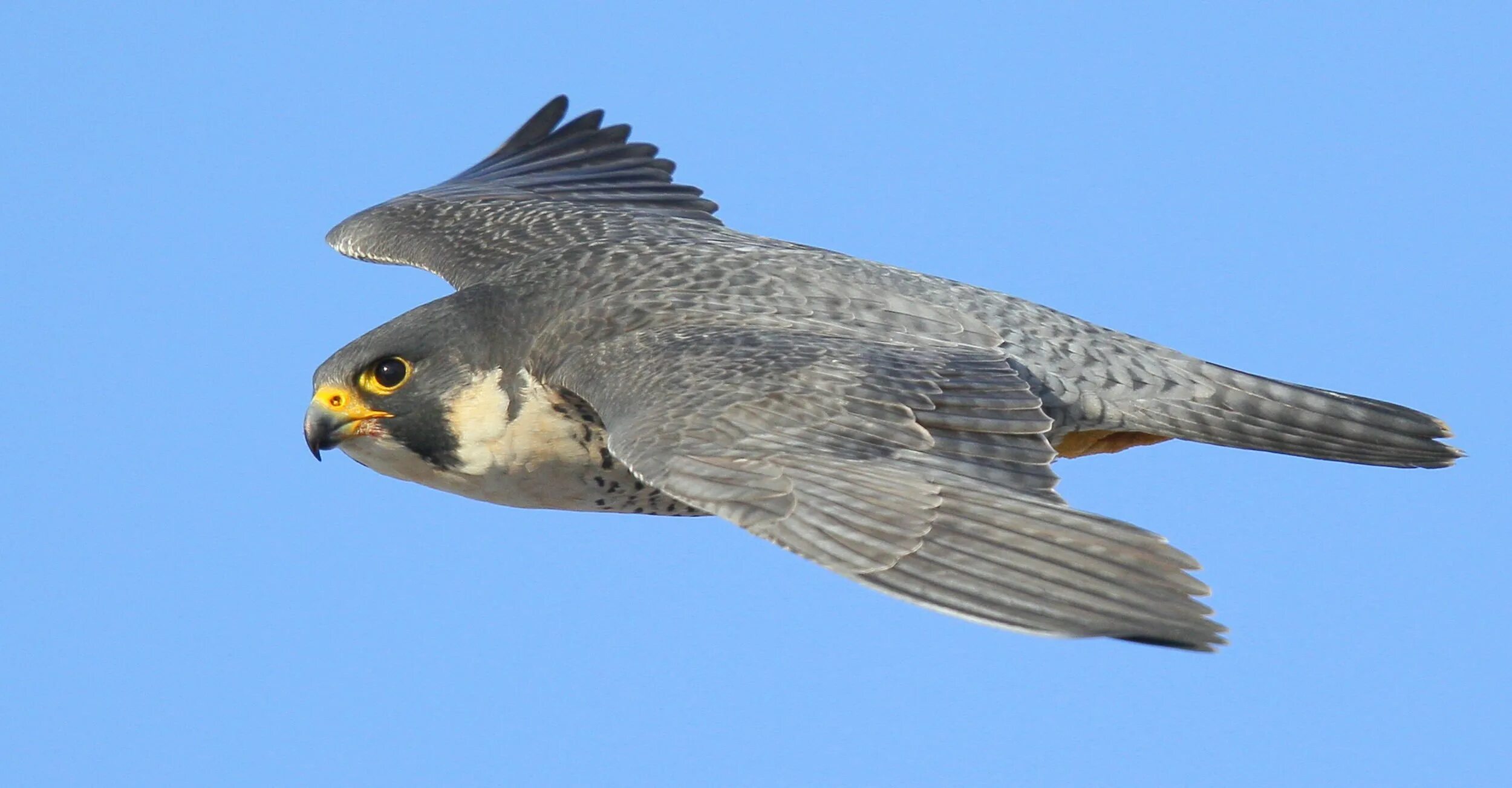 Сокол сапсан. Сапсан птица emblem. Скорость сапсана птицы. Сокол перегрин. Сапсан птица пикирует.