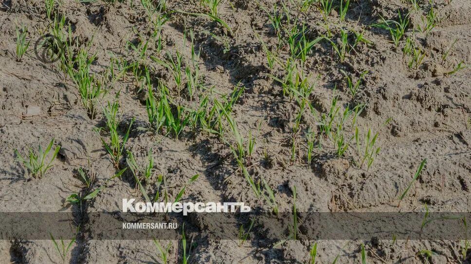 Херсонская область декабрь озимые. Снег поле. Озимая пшеница зимой. Озимые в адыгее. Снег на озимых smotrim.