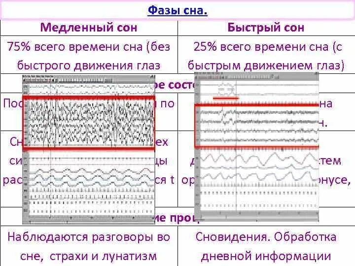 Rem фаза сна. Rem быстрый сон. Фазы быстрого и медленного сна. Фазы сна быстрый и медленный сон.